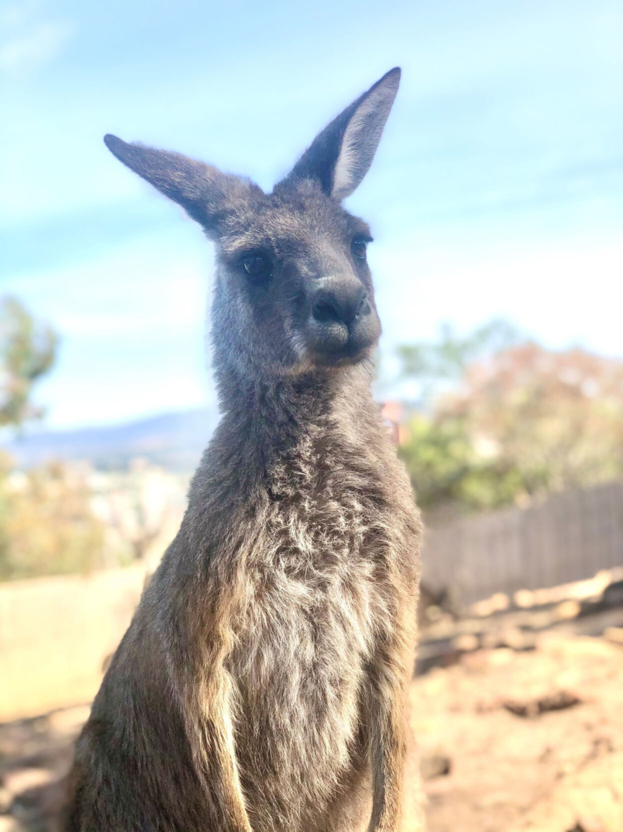 Bonorong Animal Sanctuary, Hobart, Tasmania